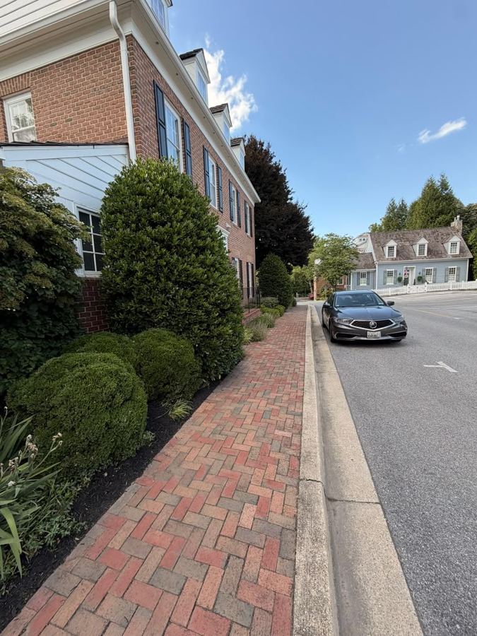 Trimmed shrubs along a brick sidewalk on a residential street in Maryland