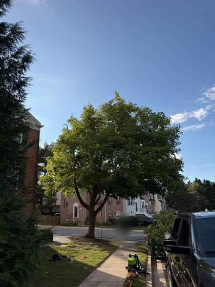 Mature shade tree along a residential street in Montgomery County, Maryland