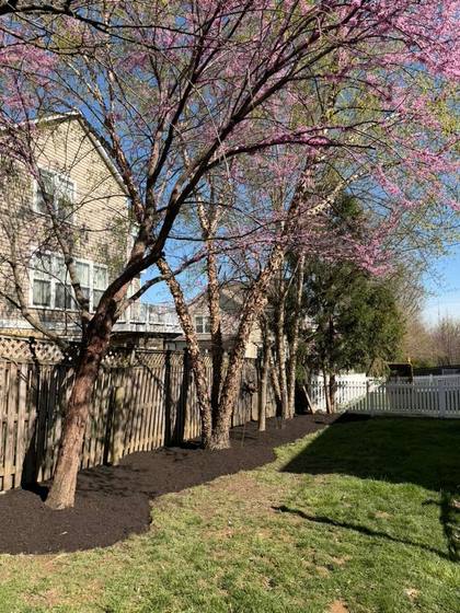 Fresh mulch beds around ornamental trees in Montgomery County, Maryland