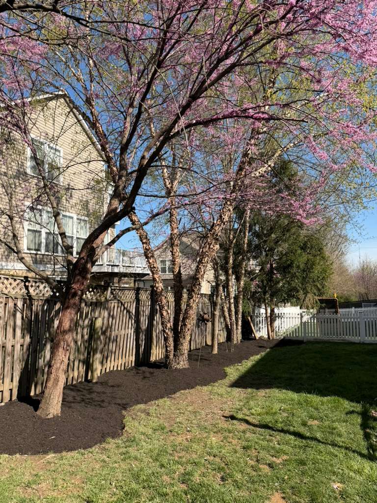 Fresh mulch around ornamental trees in Montgomery County, Maryland