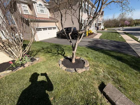 Clean mulch tree ring and bed refresh on a residential lawn in Maryland