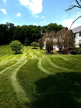 Lawn with wavy mowing stripes in Maryland