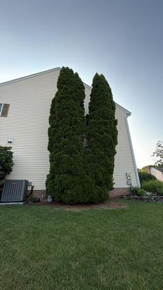 Tall evergreen trees alongside a house before removal in Maryland