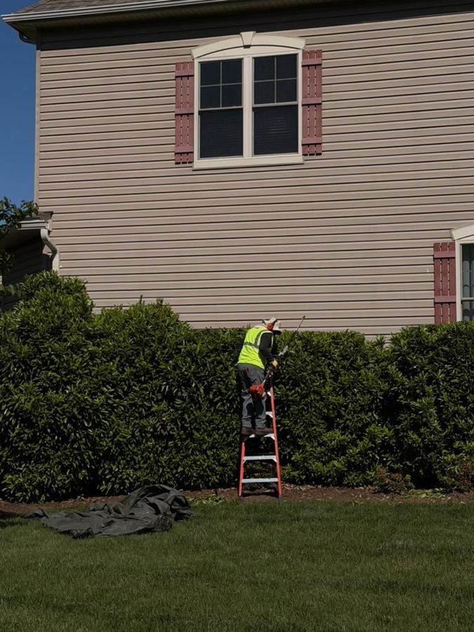 Crew member trimming a tall hedge from a ladder in Maryland