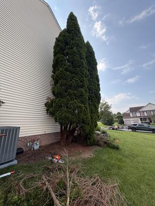 Life is Green crew removing evergreen trees beside a home in Maryland
